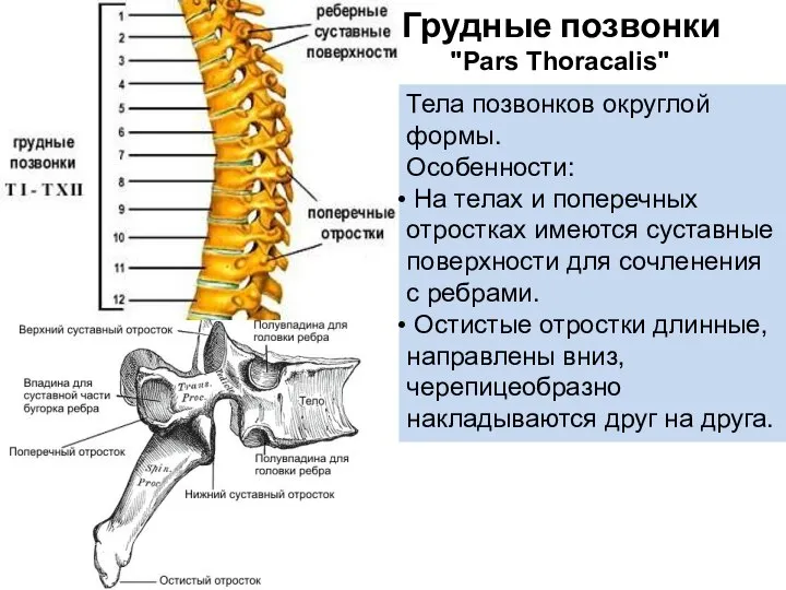 Грудные позвонки Тела позвонков округлой формы. Особенности: На телах и поперечных отростках