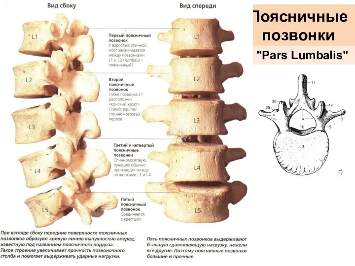 Поясничные позвонки "Pars Lumbalis"