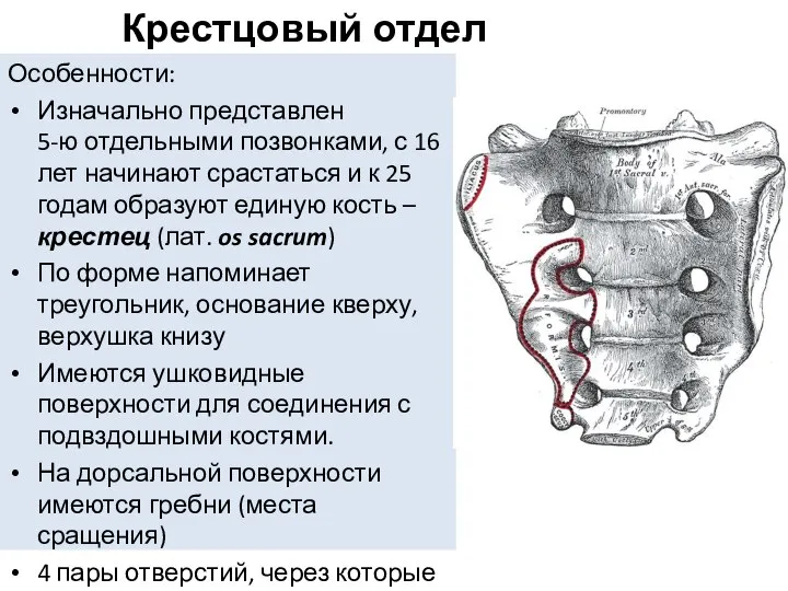 Особенности: Изначально представлен 5-ю отдельными позвонками, с 16 лет начинают срастаться и