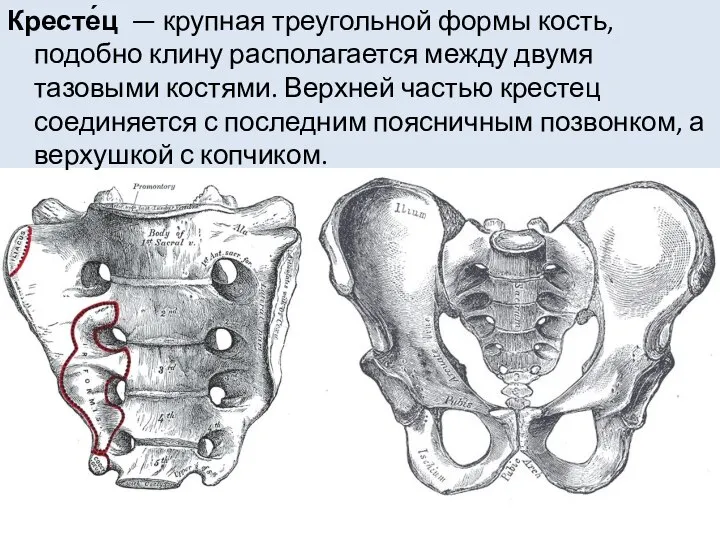 Кресте́ц — крупная треугольной формы кость, подобно клину располагается между двумя тазовыми