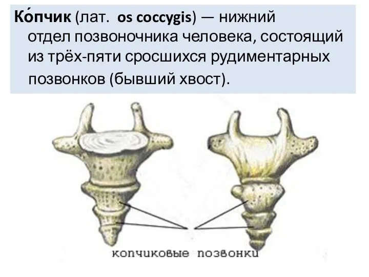 Ко́пчик (лат. os coccygis) — нижний отдел позвоночника человека, состоящий из трёх-пяти