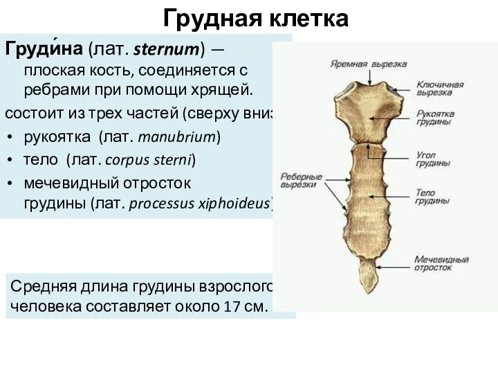 Груди́на (лат. sternum) — плоская кость, соединяется с ребрами при помощи хрящей.