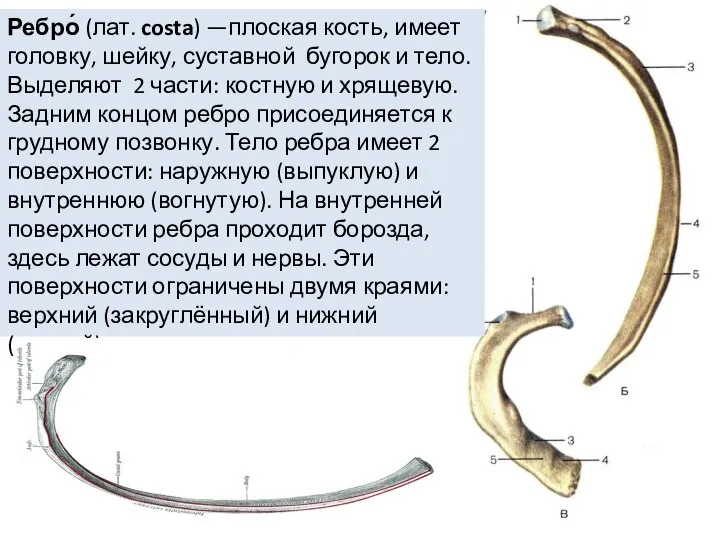 Ребро́ (лат. costa) —плоская кость, имеет головку, шейку, суставной бугорок и тело.