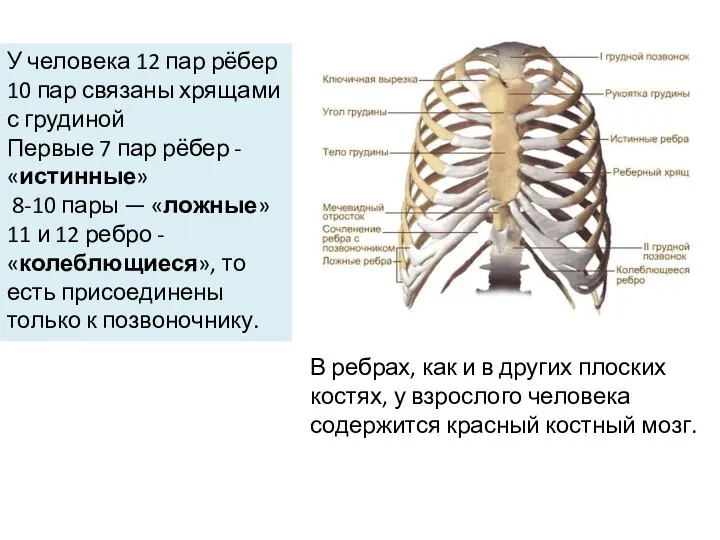 У человека 12 пар рёбер 10 пар связаны хрящами с грудиной Первые