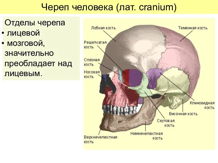 Череп человека (лат. cranium) Отделы черепа лицевой мозговой, значительно преобладает над лицевым.