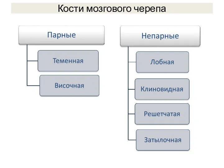 Кости мозгового черепа