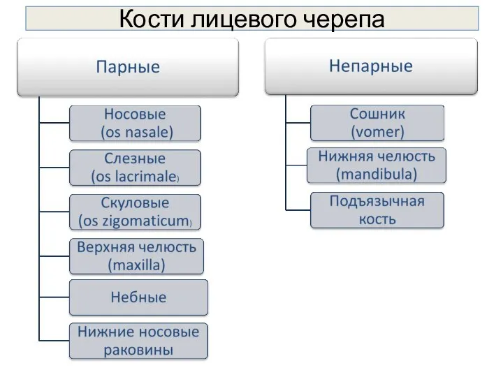 Кости лицевого черепа