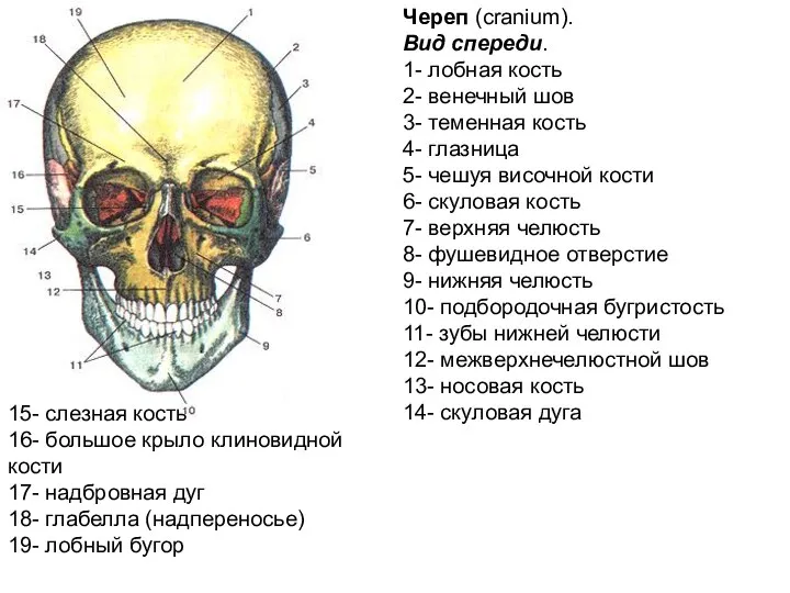 Череп (cranium). Вид спереди. 1- лобная кость 2- венечный шов 3- теменная