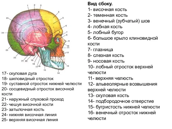 Вид сбоку. 1- височная кость 2- теменная кость 3- венечный (зубчатый) шов