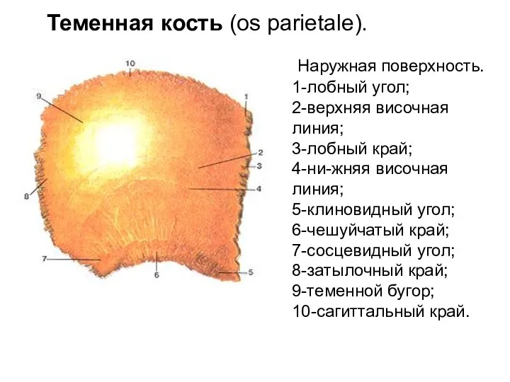 Наружная поверхность. 1-лобный угол; 2-верхняя височная линия; 3-лобный край; 4-ни-жняя височная линия;