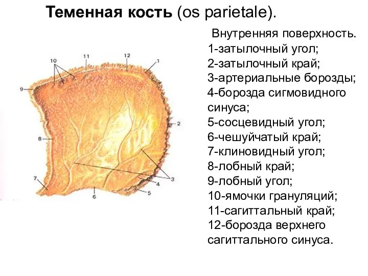 Внутренняя поверхность. 1-затылочный угол; 2-затылочный край; 3-артериальные борозды; 4-борозда сигмовидного синуса; 5-сосцевидный