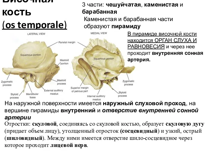 Височная кость (os temporale) 3 части: чешуйчатая, каменистая и барабанная Каменистая и