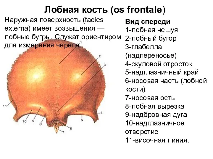 Лобная кость (os frontale) Вид спереди 1-лобная чешуя 2-лобный бугор 3-глабелла (надпереносье)