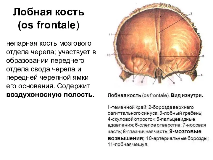 Лобная кость (os frontale) непарная кость мозгового отдела черепа; участвует в образовании