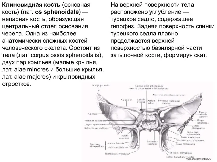 Клиновидная кость (основная кость) (лат. os sphenoidale) — непарная кость, образующая центральный