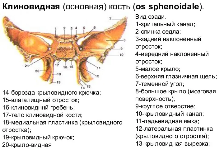 Вид сзади. 1-зрительный канал; 2-спинка седла; 3-задний наклоненный отросток; 4-иередний наклоненный отросток;