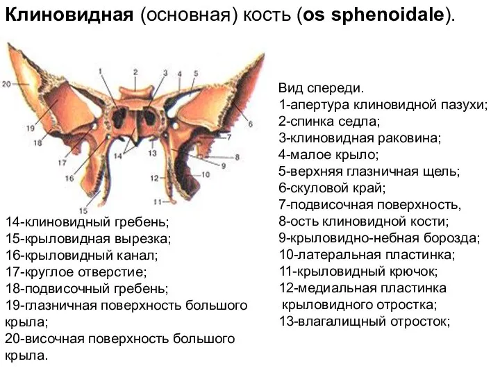 Клиновидная (основная) кость (os sphenoidale). Вид спереди. 1-апертура клиновидной пазухи; 2-спинка седла;