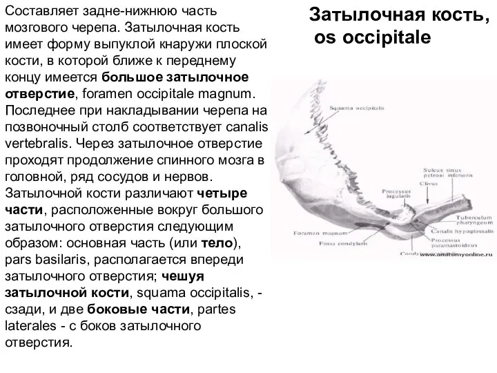 Составляет задне-нижнюю часть мозгового черепа. Затылочная кость имеет форму выпуклой кнаружи плоской