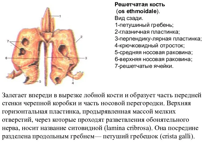Решетчатая кость (os ethmoidale). Вид сзади. 1-петушиный гребень; 2-глазничная пластинка; 3-перпендику-лярная пластинка;
