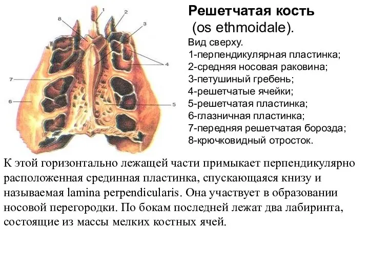 Решетчатая кость (os ethmoidale). Вид сверху. 1-перпендикулярная пластинка; 2-средняя носовая раковина; 3-петушиный