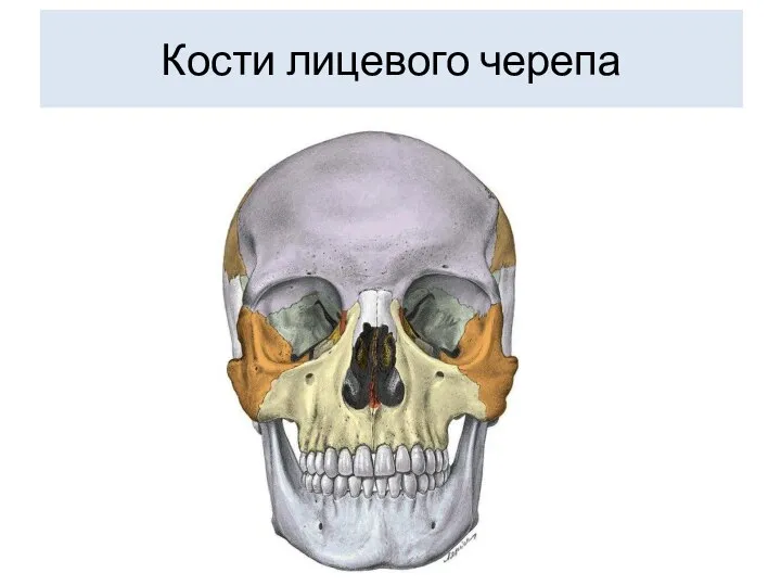 Кости лицевого черепа