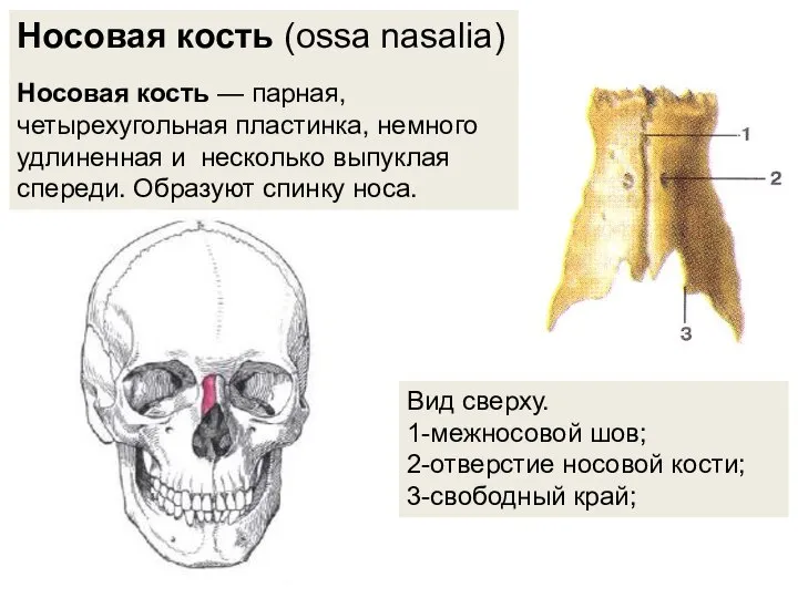 Носовая кость (ossa nasalia) Носовая кость — парная, четырехугольная пластинка, немного удлиненная