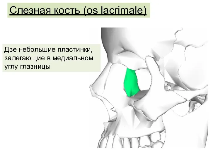 Слезная кость (os lacrimale) Две небольшие пластинки, залегающие в медиальном углу глазницы
