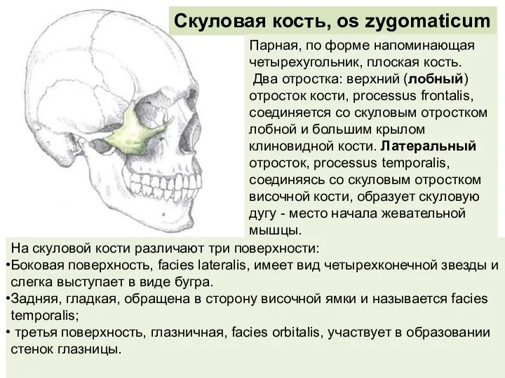 Скуловая кость, os zygomaticum Парная, по форме напоминающая четырехугольник, плоская кость. Два