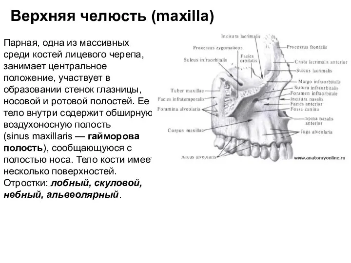 Парная, одна из массивных среди костей лицевого черепа, занимает центральное положение, участвует