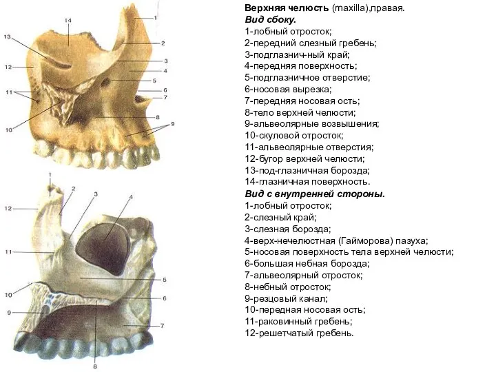 Верхняя челюсть (maxilla),правая. Вид сбоку. 1-лобный отросток; 2-передний слезный гребень; 3-подглазнич-ный край;