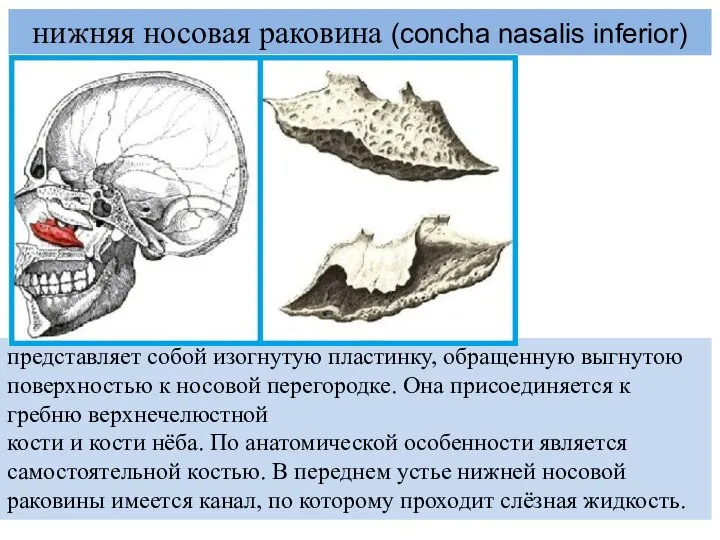 нижняя носовая раковина (concha nasalis inferior) представляет собой изогнутую пластинку, обращенную выгнутою