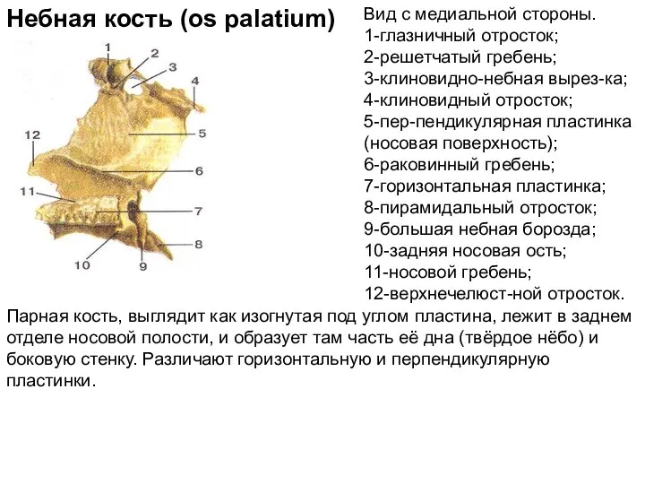 Небная кость (os palatium) Вид с медиальной стороны. 1-глазничный отросток; 2-решетчатый гребень;