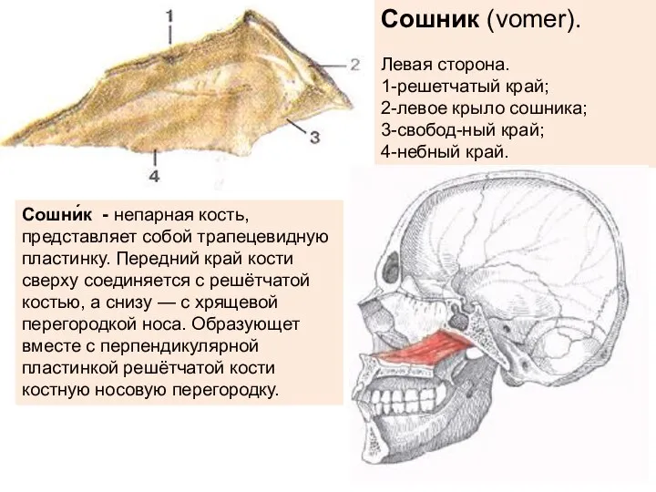 Сошник (vomer). Левая сторона. 1-решетчатый край; 2-левое крыло сошника; 3-свобод-ный край; 4-небный