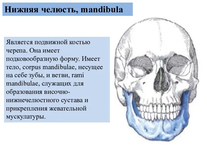 Является подвижной костью черепа. Она имеет подковообразную форму. Имеет тело, corpus mandibulae,