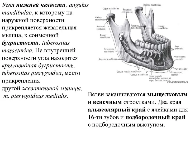 Угол нижней челюсти, angulus mandibulae, к которому на наружной поверхности прикрепляется жевательная