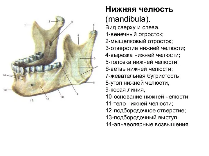 Нижняя челюсть (mandibula). Вид сверху и слева. 1-венечный отросток; 2-мыщелковый отросток; 3-отверстие
