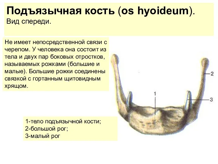 Не имеет непосредственной связи с черепом. У человека она состоит из тела