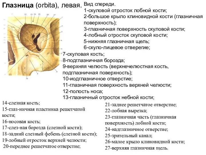 Вид спереди. 1-скуловой отросток лобной кости; 2-большое крыло клиновидной кости (глазничная поверхность);