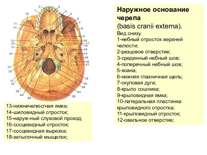 Наружное основание черепа (basis cranii extema). Вид снизу. 1-небный отросток верхней челюсти;