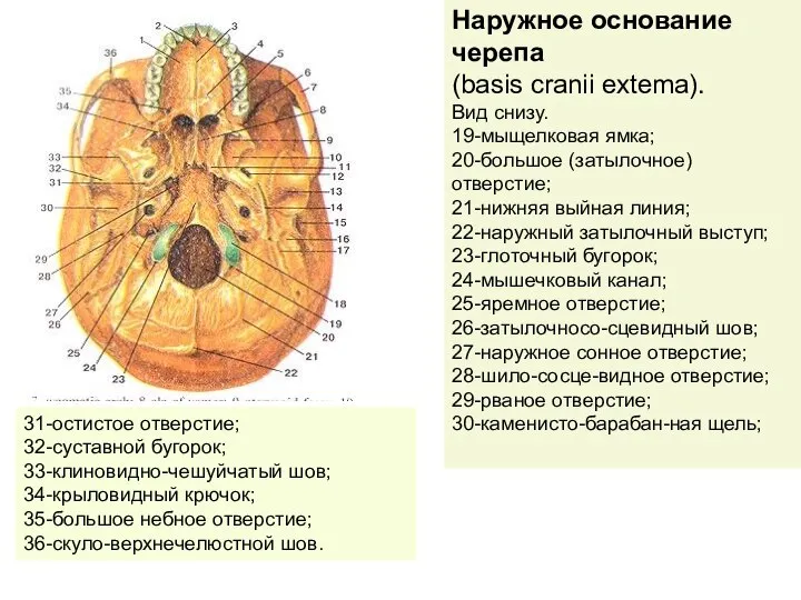 Наружное основание черепа (basis cranii extema). Вид снизу. 19-мыщелковая ямка; 20-большое (затылочное)