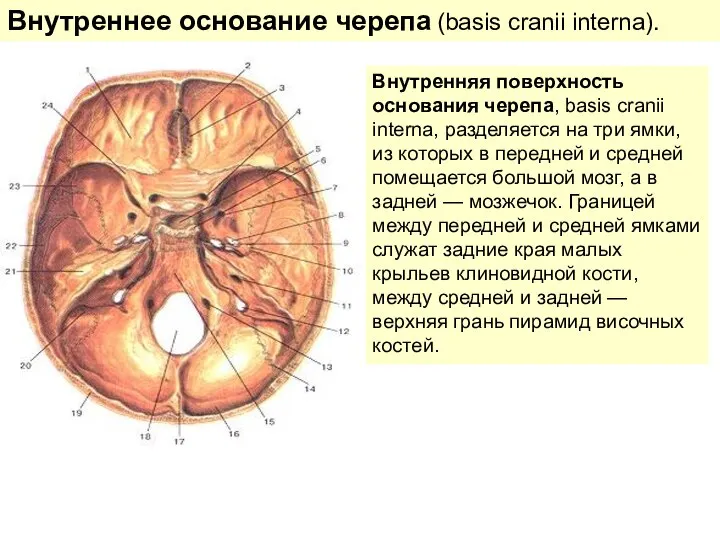 Внутреннее основание черепа (basis cranii interna). Внутренняя поверхность основания черепа, basis cranii