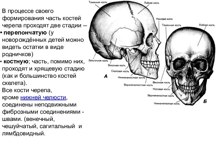 В процессе своего формирования часть костей черепа проходят две стадии — перепончатую