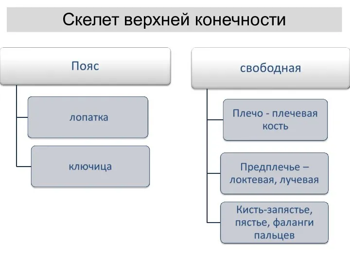 Скелет верхней конечности