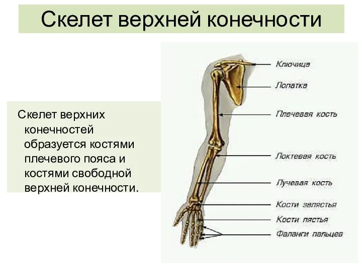 Скелет верхней конечности Скелет верхних конечностей образуется костями плечевого пояса и костями свободной верхней конечности.
