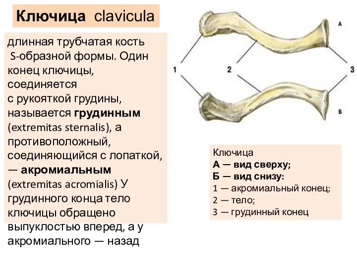 длинная трубчатая кость S-образной формы. Один конец ключицы, соединяется с рукояткой грудины,