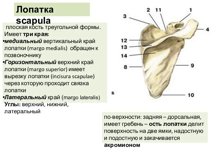 плоская кость треугольной формы. Имеет три края: медиальный вертикальный край лопатки (margo