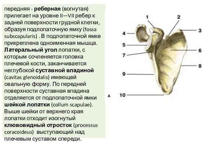 передняя - реберная (вогнутая) прилегает на уровне II—VII ребер к задней поверхности