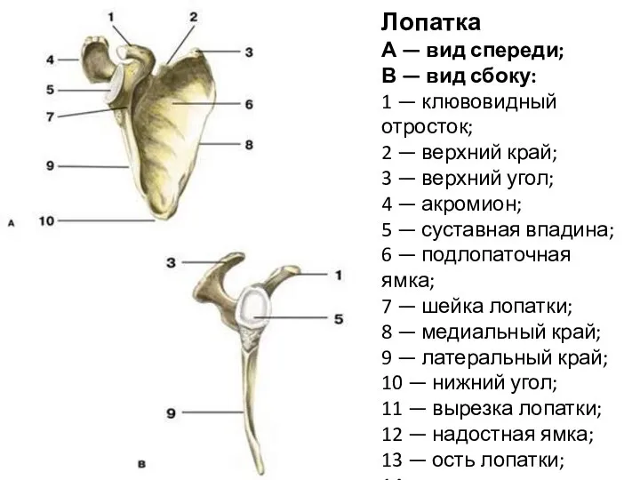 Лопатка А — вид спереди; В — вид сбоку: 1 — клювовидный