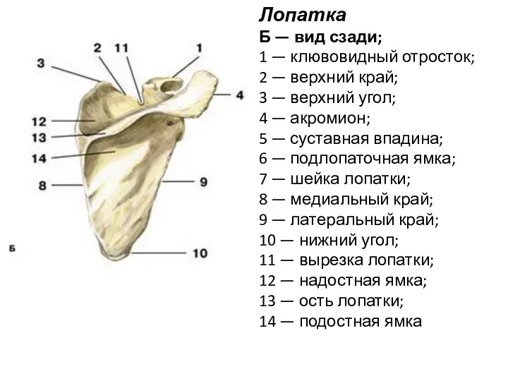 Лопатка Б — вид сзади; 1 — клювовидный отросток; 2 — верхний