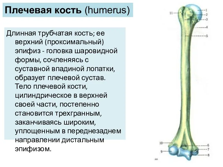 Длинная трубчатая кость; ее верхний (проксимальный) эпифиз - головка шаровидной формы, сочленяясь